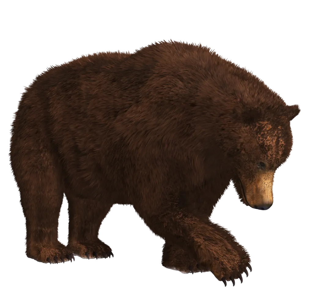 bear roaring, aggressive posture, wildlife png